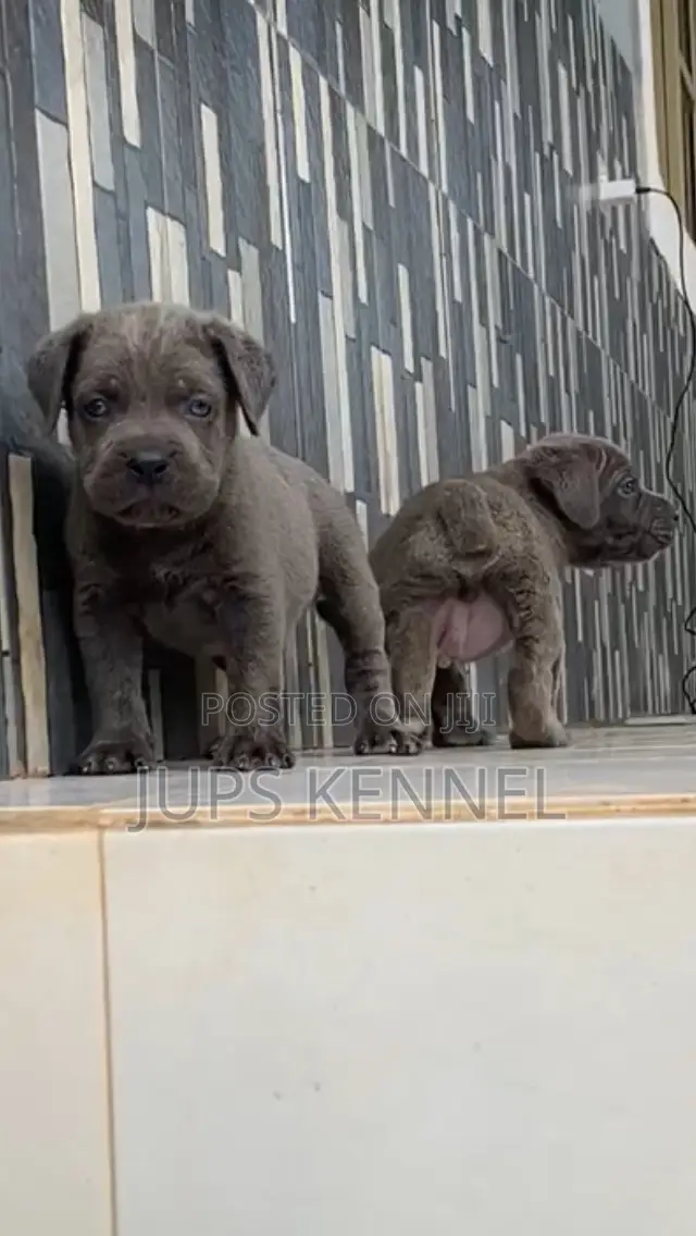 1-3 months Female Purebred Cane Corso