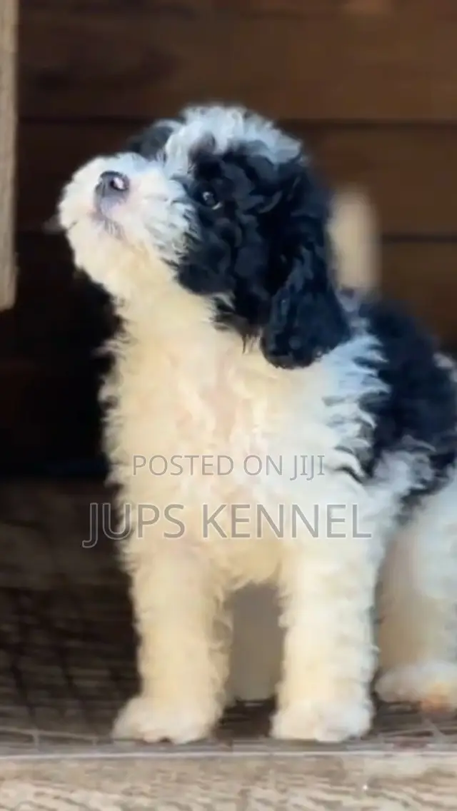 1-3 months Male Purebred Poodle