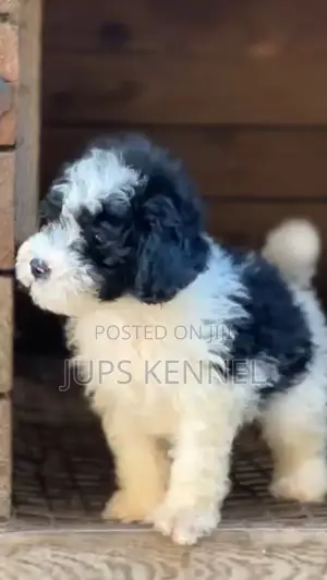 1-3 months Male Purebred Poodle