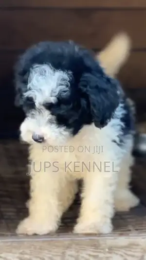 1-3 months Male Purebred Poodle