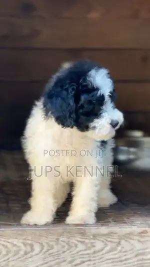 1-3 months Male Purebred Poodle