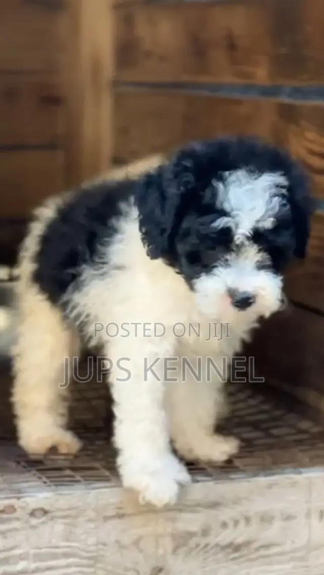 1-3 months Male Purebred Poodle