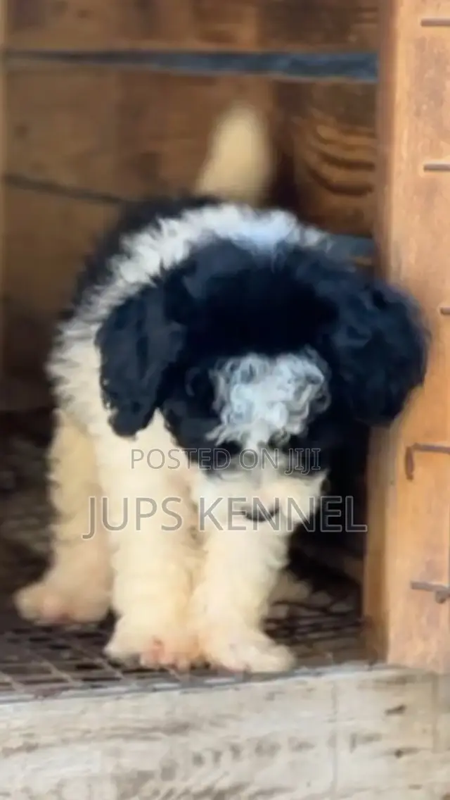 1-3 months Male Purebred Poodle