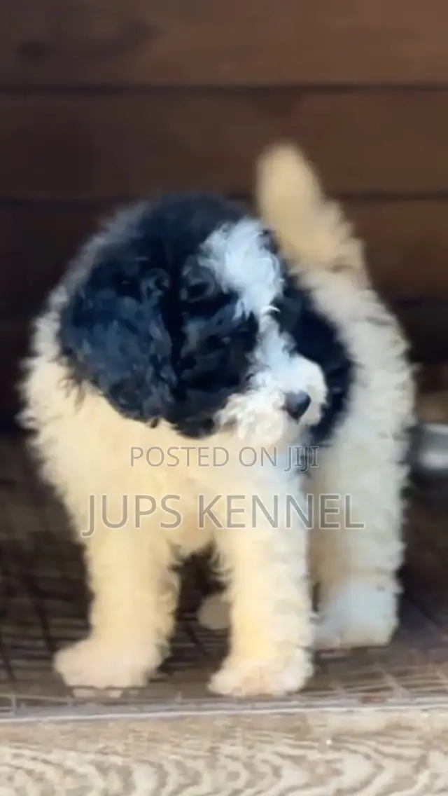 1-3 months Male Purebred Poodle