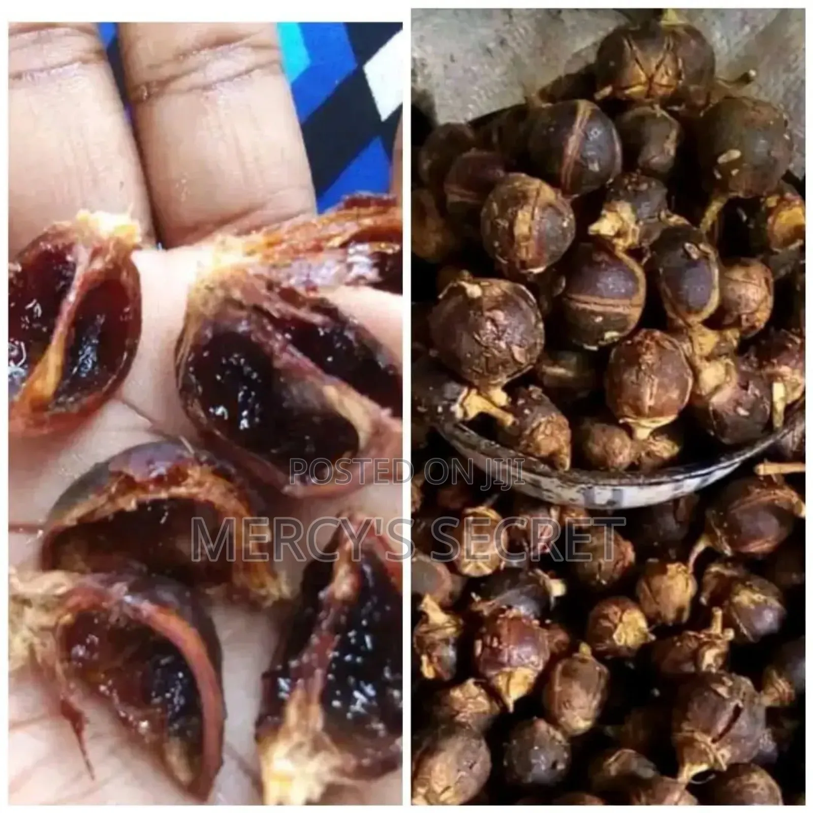 Gorontula Seed