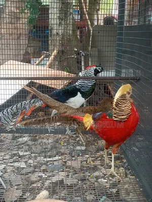 Pheasant Birds (Pair)