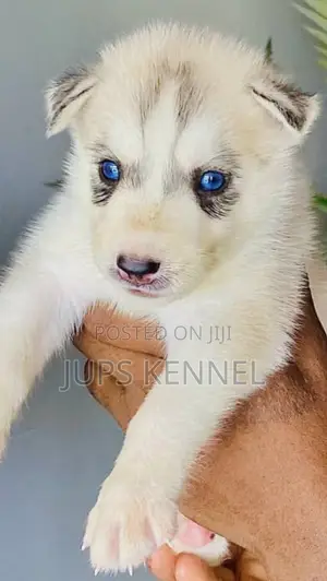 1-3 months Female Purebred Siberian Husky