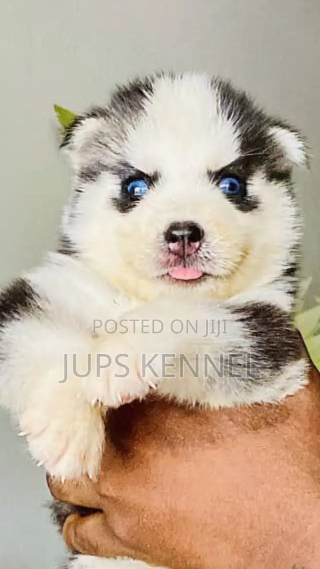 1-3 months Female Purebred Siberian Husky