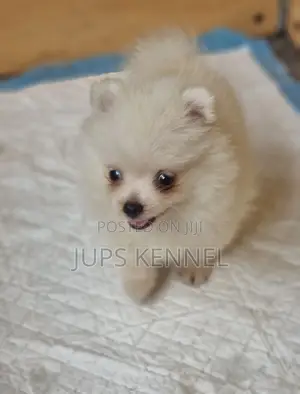 1-3 months Female Purebred Pomeranian