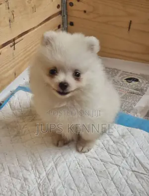 1-3 months Female Purebred Pomeranian