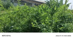 5bdrm Apartment in Dansoman for sale