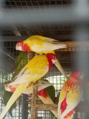 Exotic Lutino Rosella