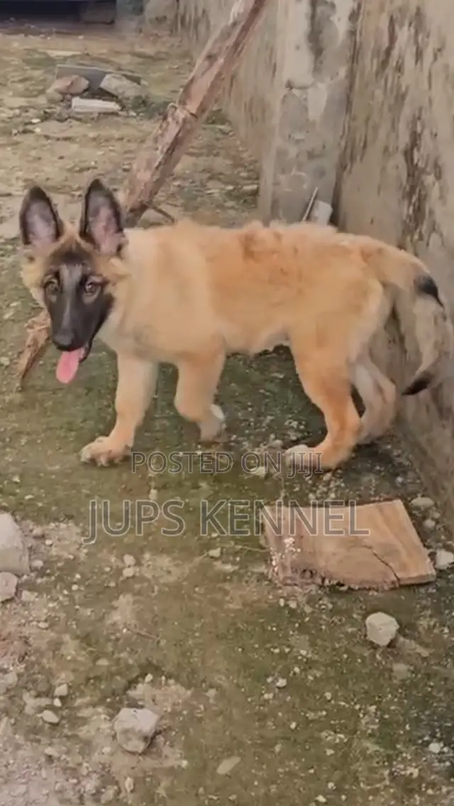 1-3 months Female Purebred German Shepherd