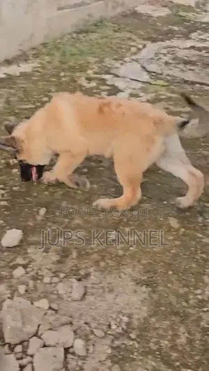 1-3 months Female Purebred German Shepherd