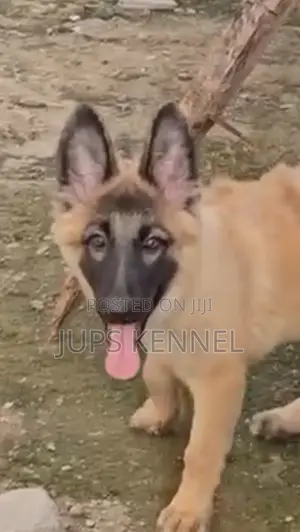 1-3 months Female Purebred German Shepherd