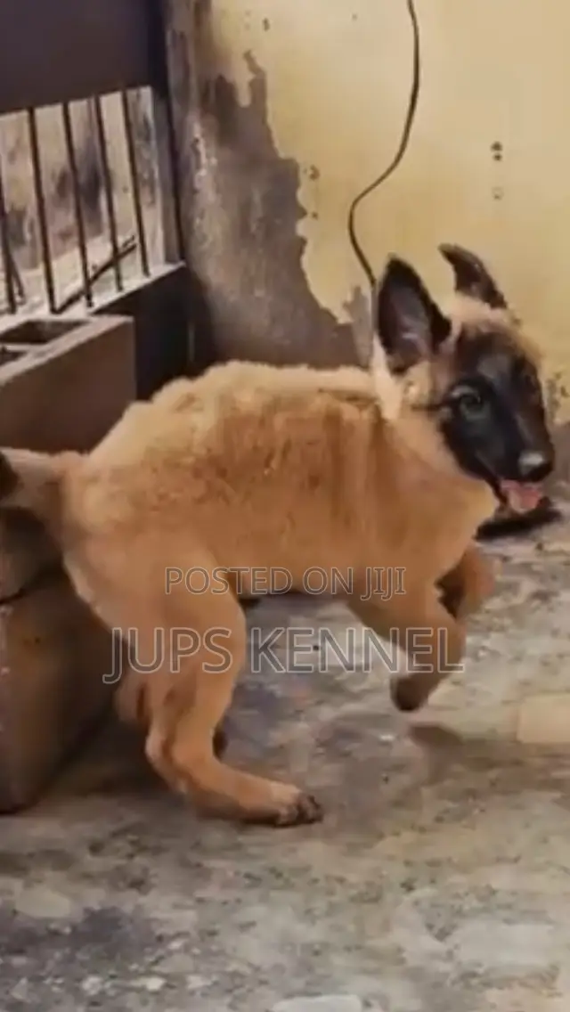 1-3 months Female Purebred German Shepherd