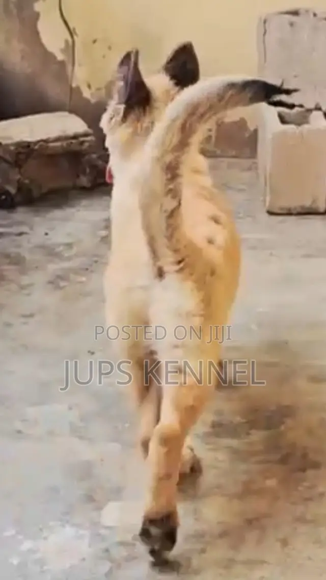 1-3 months Female Purebred German Shepherd