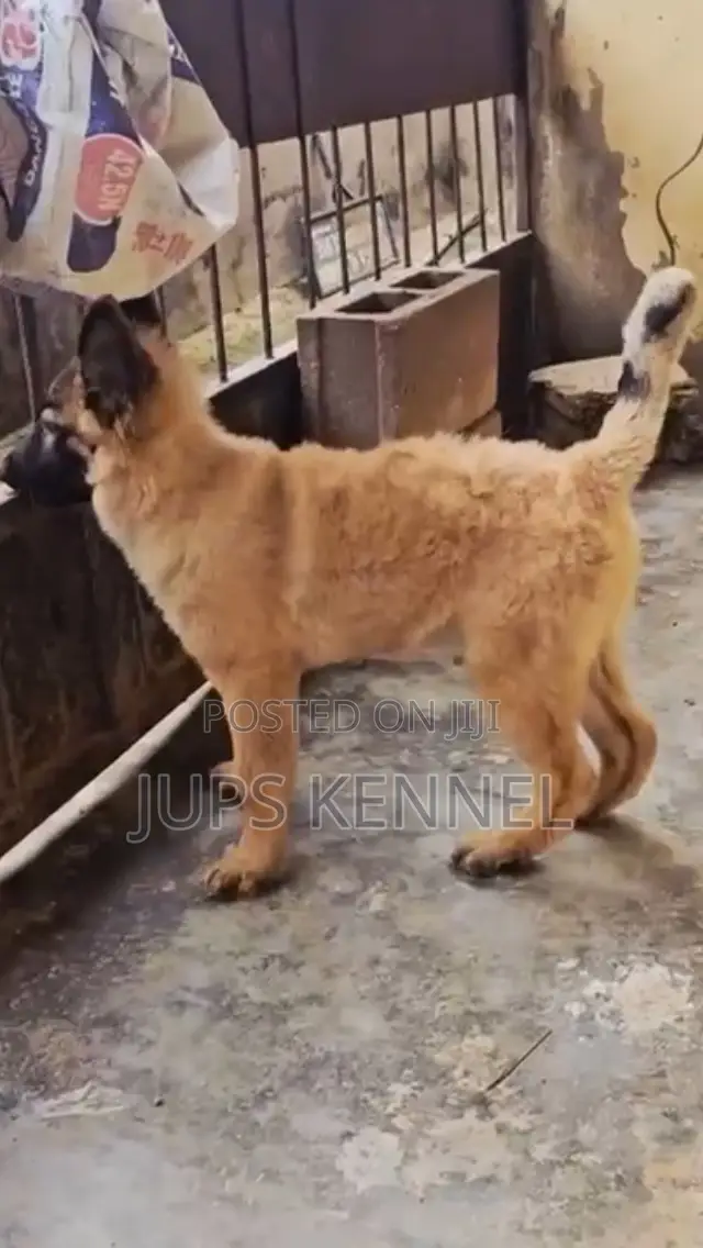 1-3 months Female Purebred German Shepherd