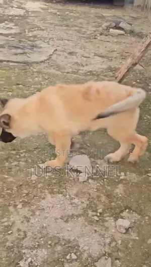 1-3 months Female Purebred German Shepherd