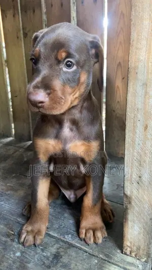 1-3 months Male Purebred Doberman Pinscher