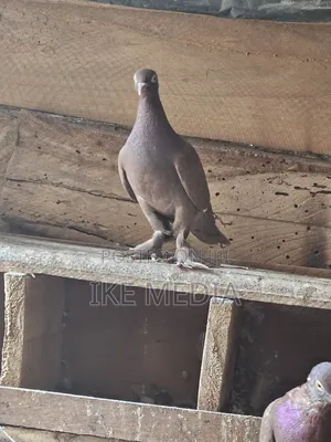 Recessive Red Pigeons
