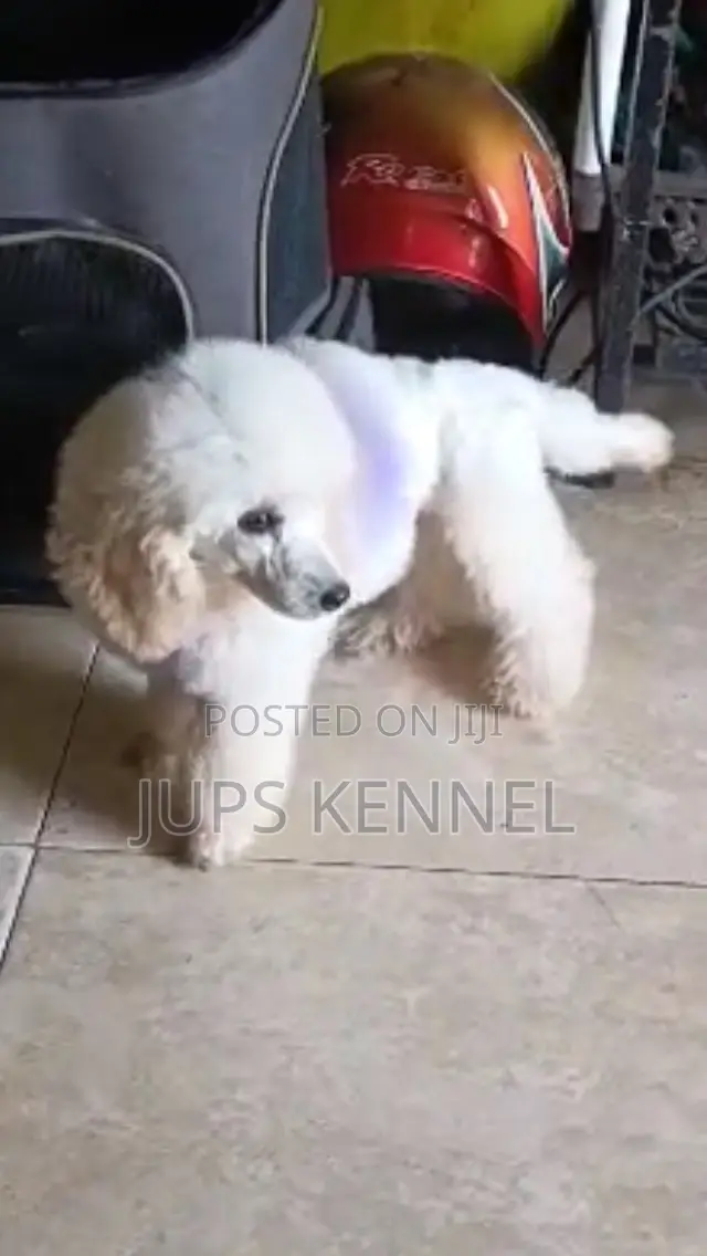 1-3 months Female Purebred Poodle