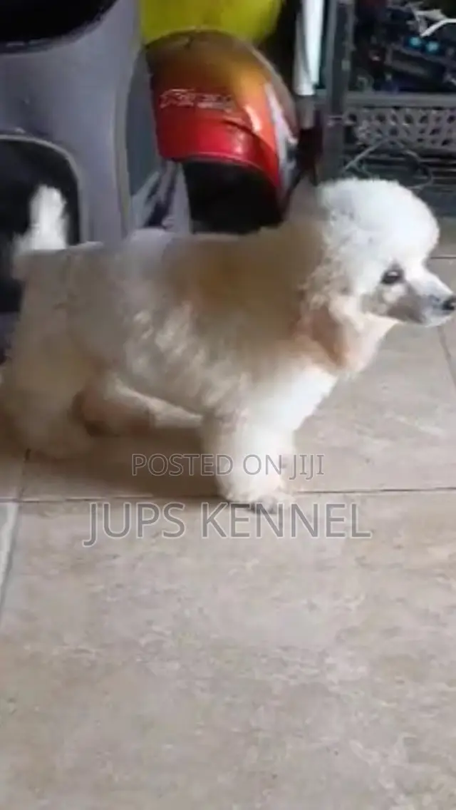 1-3 months Female Purebred Poodle
