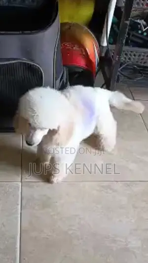 1-3 months Female Purebred Poodle
