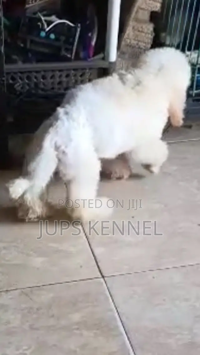 1-3 months Female Purebred Poodle