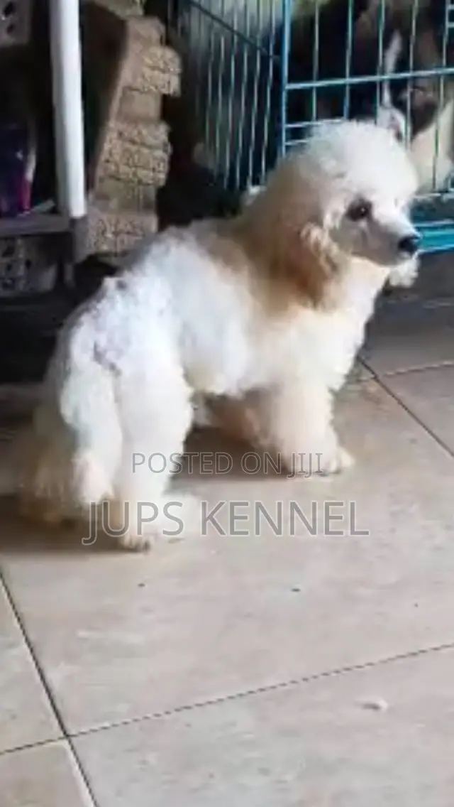 1-3 months Female Purebred Poodle