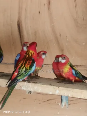 Exotic Eastern Red Rosella