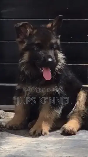 1-3 months Female Purebred German Shepherd