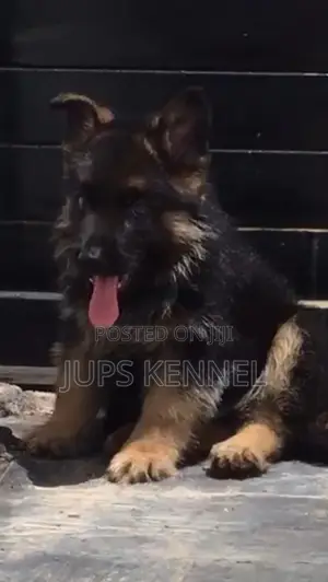 1-3 months Female Purebred German Shepherd