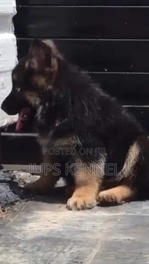 1-3 months Female Purebred German Shepherd