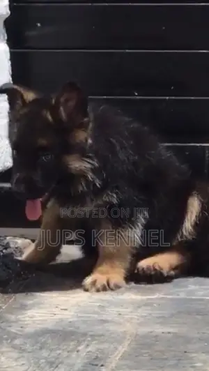 1-3 months Female Purebred German Shepherd