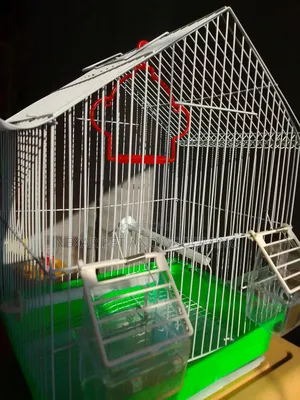 Bird Cage for Birds