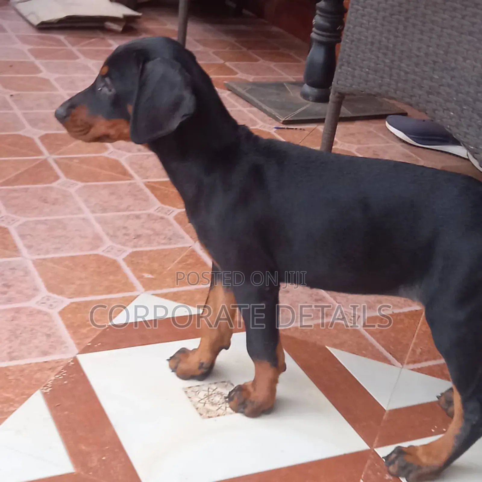 1-3 months Female Purebred Doberman Pinscher