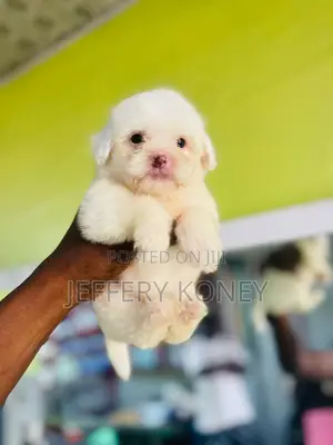 1-3 months Female Purebred Poodle
