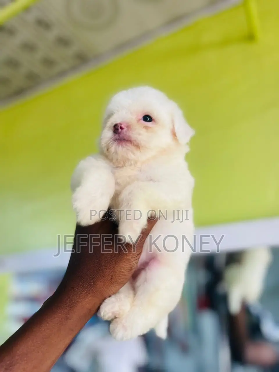 1-3 months Female Purebred Poodle