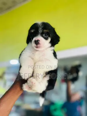 1-3 months Female Purebred Poodle