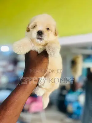 1-3 months Male Purebred Poodle