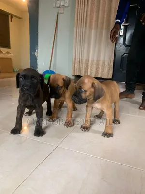 1-3 months Male Purebred Boerboel