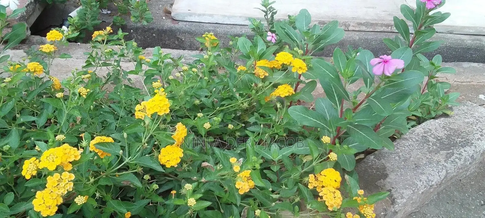Gardening and Landscaping