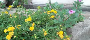 Gardening and Landscaping