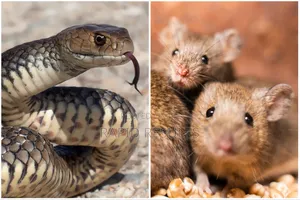 Mouse and Snake's Specialist Fumigation