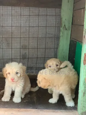1-3 months Male Purebred Maltese