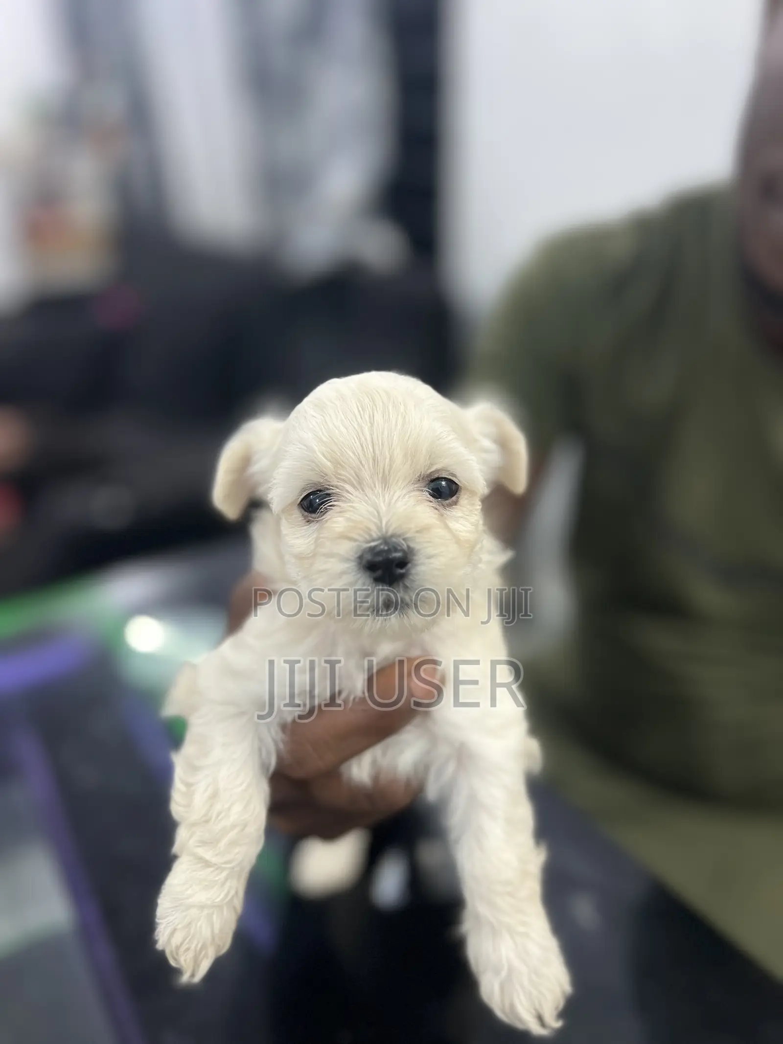 0-1 month Female Purebred Maltese