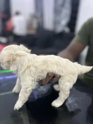 0-1 month Female Purebred Maltese