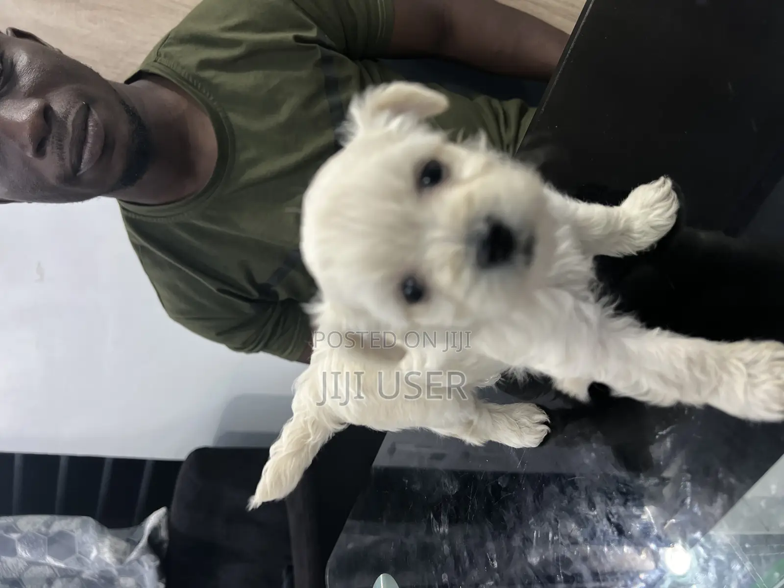 0-1 month Female Purebred Maltese