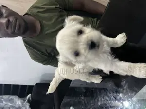 0-1 month Female Purebred Maltese
